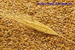 Пшеница продовольственная, пшеница фуражная