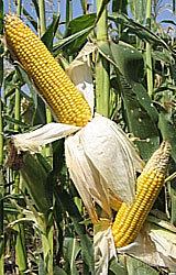 Кукуруза гибридная Обский 140 СВ