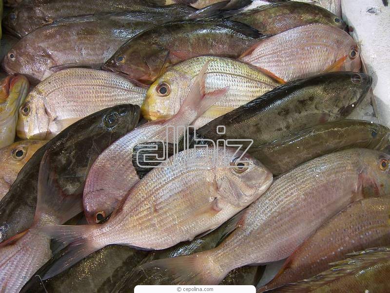 Рыба свежемороженая купить оптом Севастополь