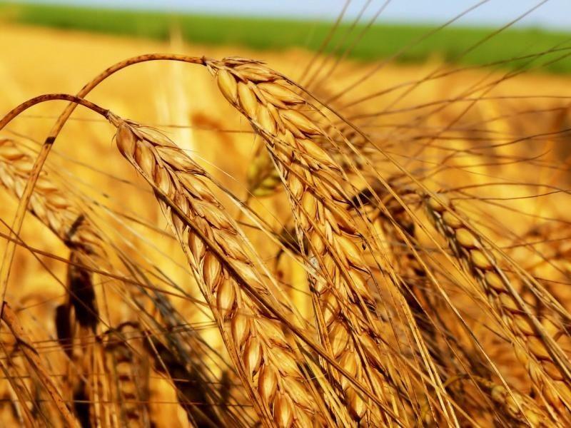 Продажа  пшеницы оптом в Украине.