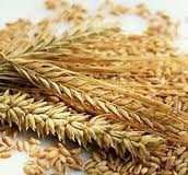 Культуры зерновые, пшеница