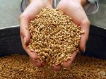 Зерно пшеницы купить Украина