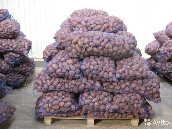 Картофель оптом от производителя от 26р/кг!
