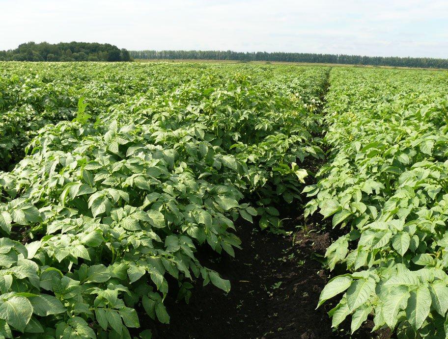 Картофель от производителя урожая 2015