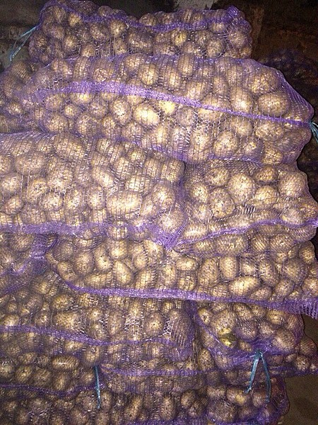 Картофель от производителя урожай 2015