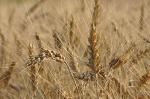 Семена озимой пшеницы, ячменя, тритикале на посевную 2018
