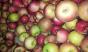 Крымские яблоки от производителя